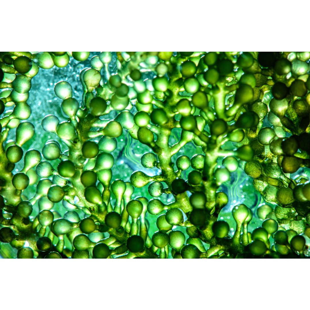 Omega-3-Fettsäuren in der veganen Ernährung Omega-3-Fettsäuren - Vegan mit Leo